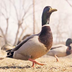 网络短信呼叫软件虚拟号码